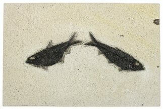 Plate of Two Fossil Fish (Knightia) - Wyoming #292462