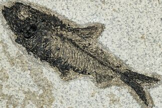 Detailed Fossil Fish (Knightia) - Wyoming #292500