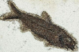 Detailed Fossil Fish (Knightia) - Wyoming #292501