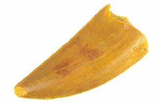 Serrated, Raptor Tooth - Real Dinosaur Tooth #291858