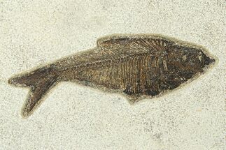 Detailed Fossil Fish (Diplomystus) - Wyoming #292515