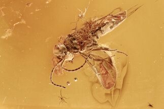 Detailed Fossil Parasitoid Wasp (Scelionidae) in Baltic Amber #292406