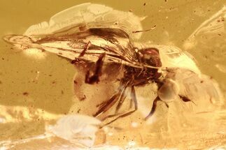 Fossil Dagger Fly (Empididae) In Baltic Amber #292433
