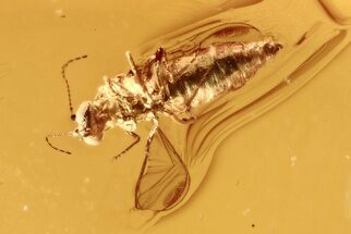 Detailed Fossil Biting Midge (Eohelea) in Baltic Amber - Rare! #292444