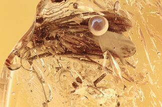 Detailed Fossil Fungus Gnat (Mycetophilidae) In Baltic Amber #292445
