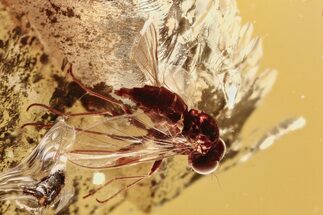 Detailed Fossil Predatory Snipe Fly (Symphoromyia) In Baltic Amber #292461