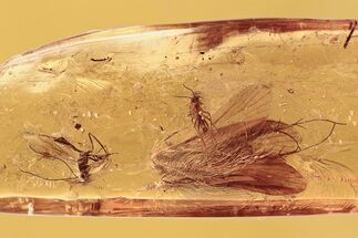 Detailed Fossil Caddisfly, Fungus Gnat, and Wasp in Baltic Amber #292463