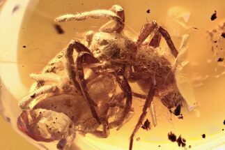 Fossil Funnel-Web Tarantula Spider (Araneae) In Baltic Amber #292491