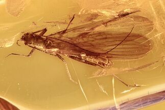 Detailed Fossil Stonefly (Plecoptera) In Baltic Amber #292493