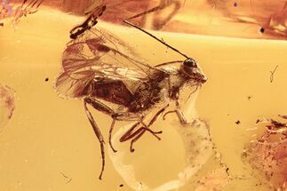 Detailed Fossil Parasitoid Wasp (Braconidae) In Baltic Amber #292498