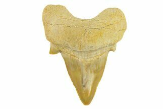 Pathological Otodus Shark Tooth - Morocco #289615