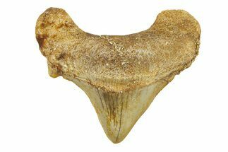 Pathological Otodus Shark Tooth - Morocco #289617