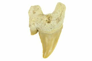 Pathological Otodus Shark Tooth - Morocco #289622