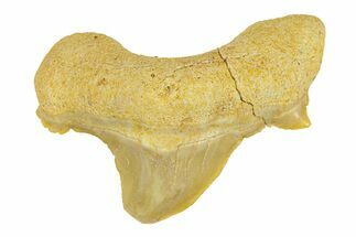 Pathological Otodus Shark Tooth - Morocco #289623
