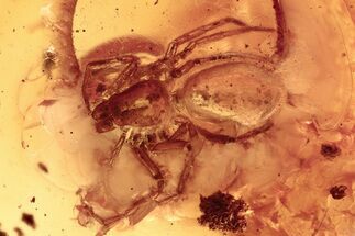 Detailed Fossil Spider (Trochanteriidae) In Baltic Amber #292569