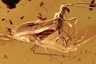 Detailed Fossil Parasitoid Wasp (Braconidae) In Baltic Amber #292571