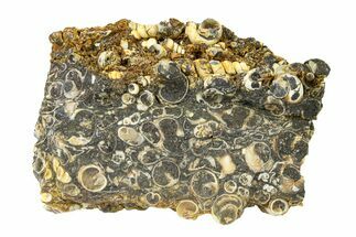 Fossil Freshwater Snails (Elimia) In Limestone - Wyoming #292079