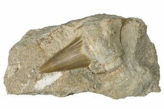 Otodus Shark Tooth Fossil in Rock - Morocco #292010