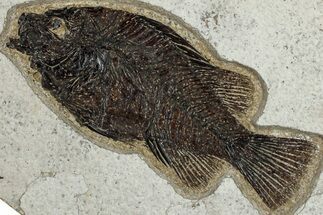 Detailed Fossil Fish (Cockerellites) - Wyoming #292522