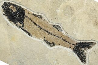 Uncommon Fossil Fish (Mioplosus) - Wyoming #292532