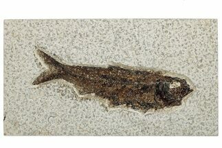 Detailed Fossil Fish (Knightia) - Wyoming #292534