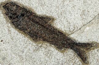 Detailed Fossil Fish (Knightia) - Wyoming #292536