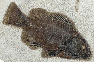 Detailed Fossil Fish (Cockerellites) - Wyoming #292551