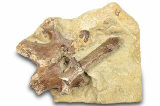 Fossil Dinosaur Bone Fragments in Sandstone - Wyoming #292555