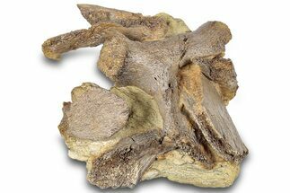 Fossil Dinosaur Bone Fragments in Sandstone - Wyoming #292558
