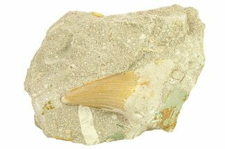 Otodus Shark Tooth Fossil in Rock - Morocco #292000