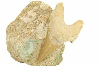 Otodus Shark Tooth Fossil in Rock - Morocco #292026