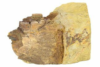 Dinosaur Bone Section in Sandstone - Wyoming #292579