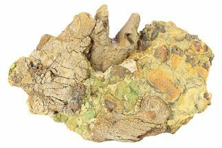 Fossil Dinosaur Bone Fragments in Sandstone - Wyoming #292582