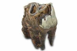 Fossil Woolly Rhino (Coelodonta) Tooth - Siberia #292590