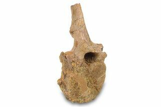 Hadrosaur (Edmontosaurus) Caudal Vertebra - Wyoming #292610