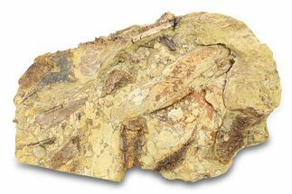 Hadrosaur Teeth with Bones & Tendons - Wyoming #292621
