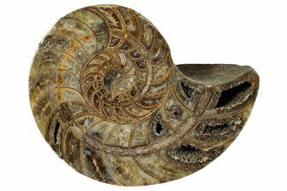 Cut & Polished Jurassic Nautilus Fossil (Half) - Madagascar #289990