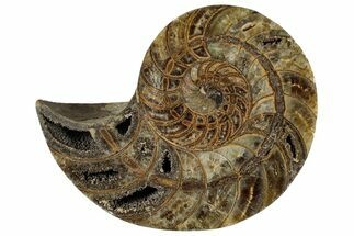 Cut & Polished Jurassic Nautilus Fossil (Half) - Madagascar #289994