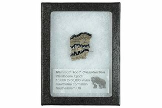 Mammoth Molar Slice With Case - South Carolina #291191