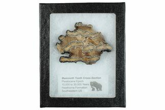 Mammoth Molar Slice With Case - South Carolina #291225