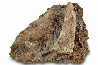 Fossil Dinosaur Tooth, Bones & Tendons in Sandstone - Wyoming #292626