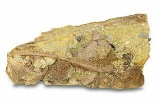 Hadrosaur Teeth with Bones & Tendons in Sandstone - Wyoming #292637