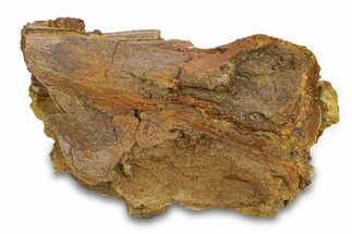 Fossil Dinosaur Bone Fragments in Sandstone - Wyoming #292639