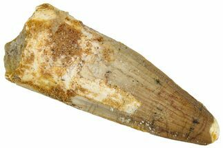 Fossil Spinosaurus Tooth - Real Dinosaur Tooth #292694
