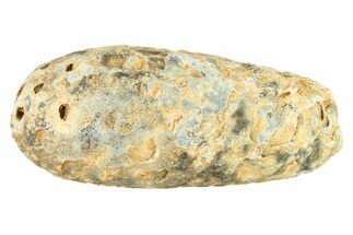 Fossil Seed Cone (Or Aggregate Fruit) - Morocco #288787