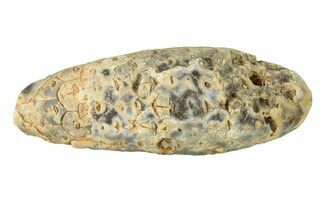 Fossil Seed Cone (Or Aggregate Fruit) - Morocco #288804