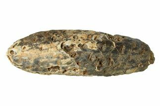 Fossil Cycadophyte Seed Cone - Boujdour, Morocco #288812