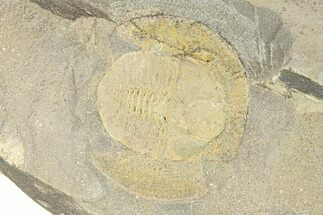 Trinucleid Trilobite (Declivolithus) - Mecissi, Morocco #283766