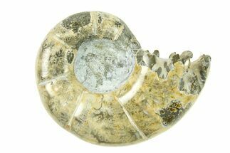 Polished, Sutured Ammonite (Argonauticeras) Fossil - Madagascar #287584