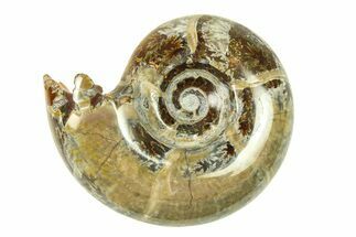 Polished, Sutured Ammonite (Eotetragonites?) Fossil - Madagascar #287599